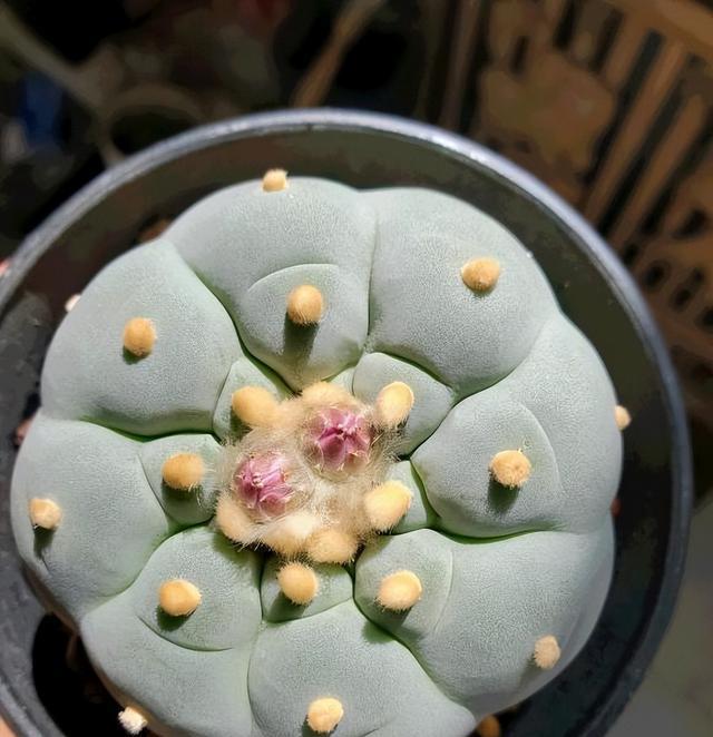 问题出在哪, 漳州变成了