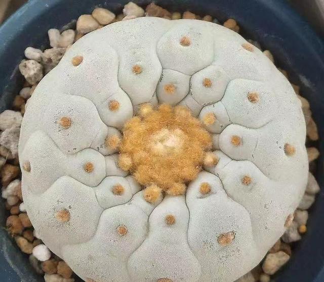人球状态更