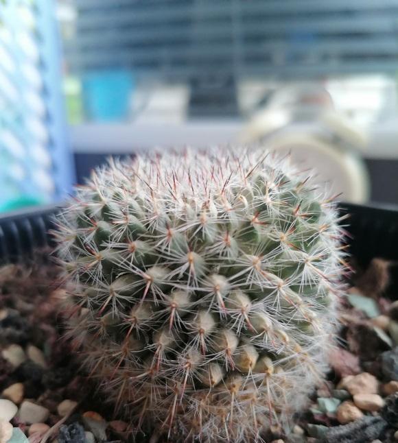都是仙人球, 漳州变成了